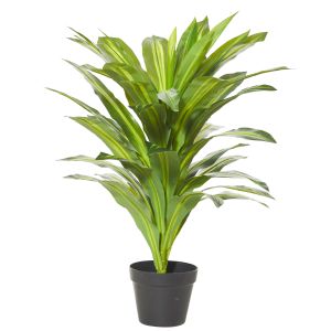 Rogue Dracaena Plant-Garden Pot Variegated/Black 65x65x80cm