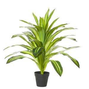 Rogue Dracaena Plant-Garden Pot Variegated/Black 65x65x60cm