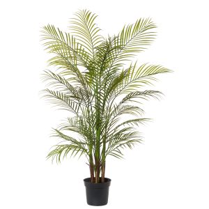 Rogue Areca Palm Green 80x80x135cm