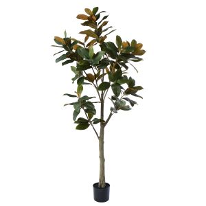 Rogue Magnolia Tree Green 183x56x56cm