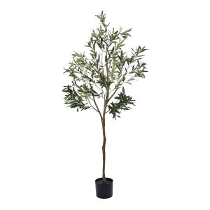 Rogue Olive Tree Green 61x61x183cm