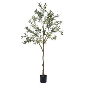 Rogue Olive Tree Green 81x78x213cm