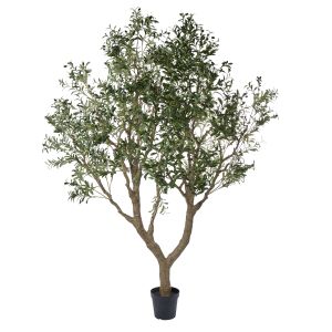 Rogue Olive Tree Green 180x180x260cm