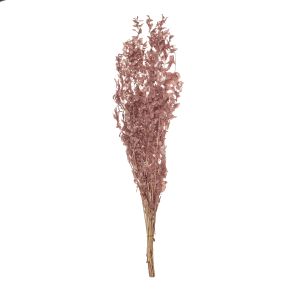 Rogue Preserved Ruscus Dusty Pink 18x8x70cm