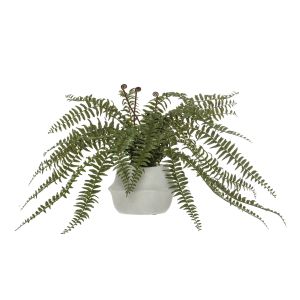 Rogue Boston Fern-Maliah Pot Green/Cream 80x84x60cm