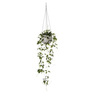 Rogue Clematis Vine-Azalia Hanging Bowl Green/White 26x26x120cm