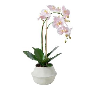 Rogue Phalaenopsis Plant-Maliah Pot Soft Pink/Cream 38x25x74cm