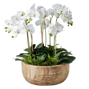 Rogue Phalaenopsis Fern Mix-Dansk Bowl White/Natural 60x60x74cm