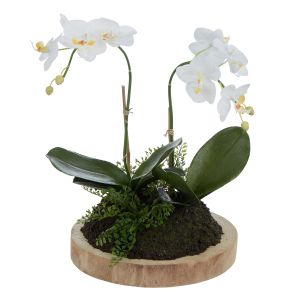 Rogue Phalaenopsis Plant-Dansk Plate White/Natural 38x30x44cm