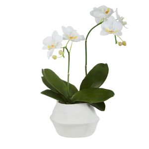 Rogue Phalaenopsis Plant-Mahlia Pot Cream & White 27x24x45cm