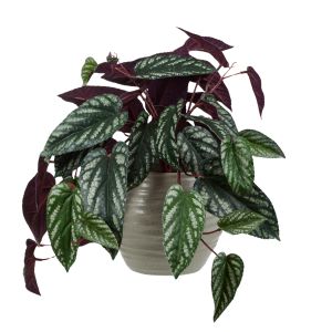 Rogue Cissus Hanging Bush-Talilia Pot Light Green 40x54x37cm