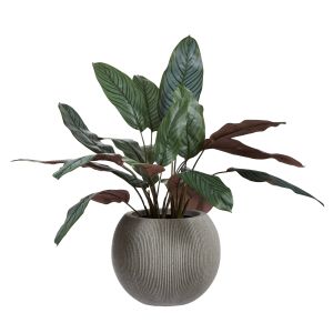 Rogue Calathea Plant-Lincoln Round Pot Grey 80x90x97cm