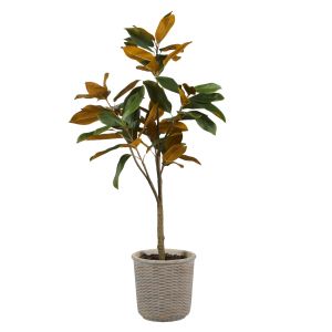 Rogue Magnolia Tree-Distressed Weave Pot Green & Brown 65x65x124cm