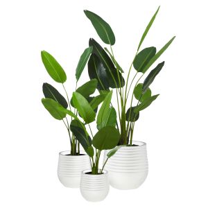 Rogue Bird of Paradise-Ryker Planter 3pcs Set Green & White