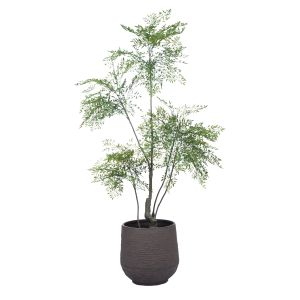Rogue & Grand Designs Ficus Tree-Trillium Planter Green & Sandalwood 124x92x192cm