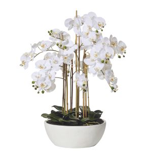 Rogue Butterfly Orchid-Round Pot White/White 80x80x83cm