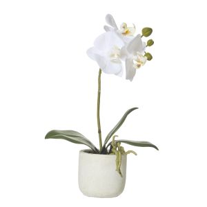 Rogue Butterfly Orchid-Smooth Pot White/Cream 17x8x30cm