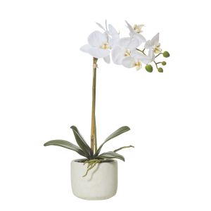 Rogue Butterfly Orchid-Smooth Pot White/Cream 25x10x45cm