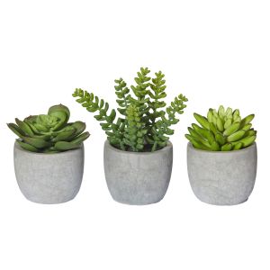 Rogue Succulent-Cement Pot 3 Asst Green/Grey 11/16/11cm