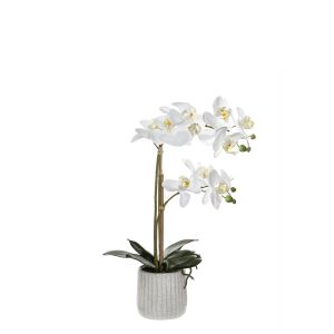 Rogue Butterfly Orchid-Ceramic Pot White/Cream 30x15x48cm