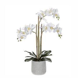 Rogue Butterfly Orchid-Ceramic Pot White/Cream 45x30x60cm
