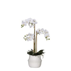 Rogue Butterfly Orchid-Basket Pot White/White 27x27x66cm