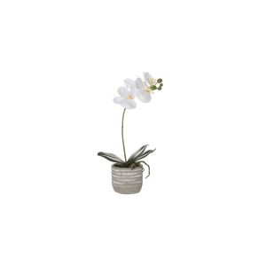 Rogue Butterfly Orchid-Etched Pot White/Grey 16x10x36cm