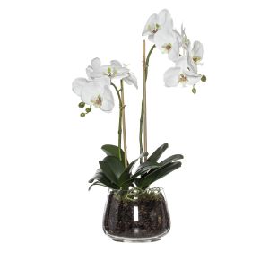 Rogue Phalaenopsis-Classic Bowl White/Glass 29x26x54cm