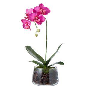 Rogue Phalaenopsis Plant-Round Classic Bowl Dark Pink/Glass 23x24x48cm