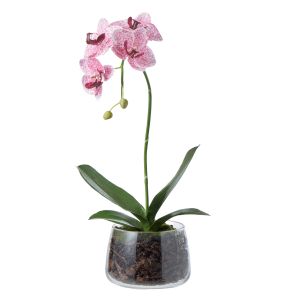 Rogue Phalaenopsis Plant-Round Classic Bowl Pink/Glass 23x24x48cm