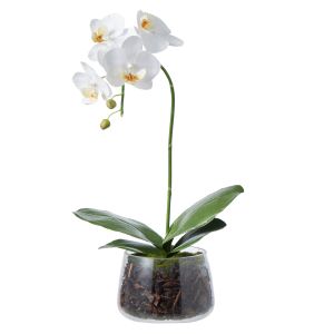 Rogue Phalaenopsis Plant-Round Classic Bowl White/Glass 23x24x48cm