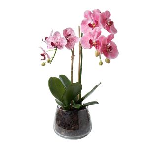 Rogue Phalaenopsis Plant-Round Classic Bowl Pink/Glass 30x37x56cm
