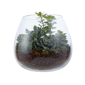 Rogue Succulent Mix-Garden Vase Green/Glass 20x20x21cm