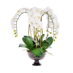Rogue Phalaenopsis Full-Dahlia Bowl White/Glass 50x50x70cm