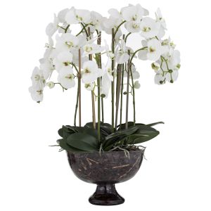 Rogue Phalaenopsis Full-Dahlia Bowl White/Glass 77x77x87cm