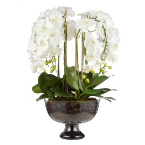 Rogue Phalaenopsis Full-Dahlia Bowl White/Glass 77x77x87cm