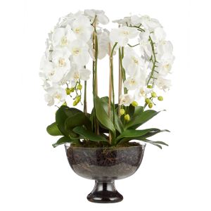 Rogue Phalaenopsis Full-Dahlia Bowl White/Glass 60x71x78cm