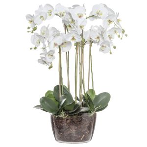 Rogue Phalaenopsis-Classic Bowl White/Glass 62x50x82cm