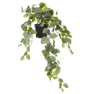 Rogue Fittonia Hanging Bush-Garden Pot Green/Black 55x50x70cm