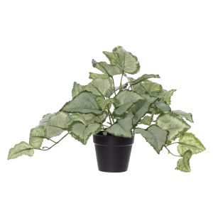 Rogue Lamium Bush-Garden Pot Variegated/Black 25x25x22cm