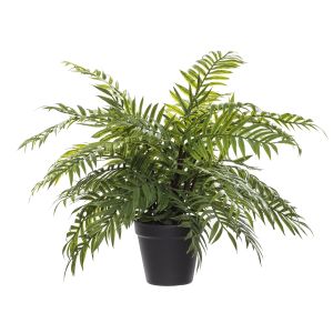 Rogue Palm Fern-Garden Pot Green/Black 46x48x39cm