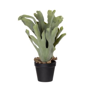 Rogue Staghorn Fern-Garden Pot Green/Black 27x21x47cm