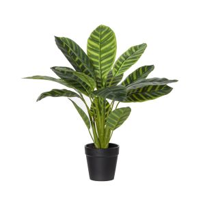 Rogue Calathea Bush-Garden Pot Green/Black 34x34x39cm