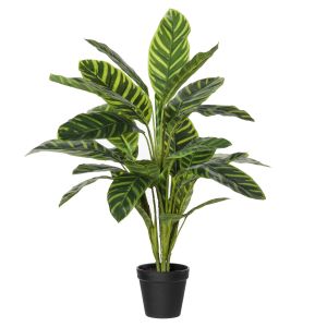 Rogue Calathea Bush-Garden Pot Green/Black 50x42x58cm