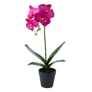 Rogue Phalaenopsis Plant-Garden Pot Dark Pink/Black 22x24x45cm
