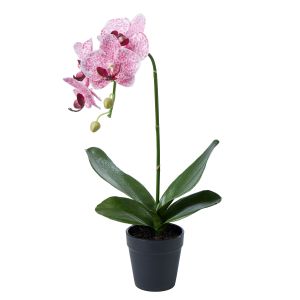 Rogue Phalaenopsis Plant-Garden Pot Pink/Black 22x24x45cm