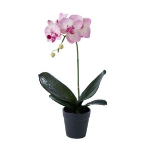 Rogue Phalaenopsis Plant-Garden Pot Purple/Black 22x24x45cm