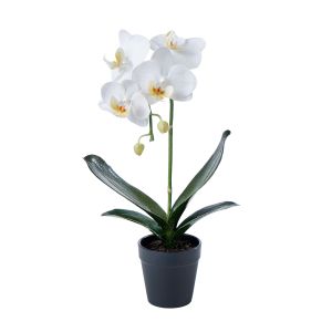 Rogue Phalaenopsis Plant-Garden Pot White/Black 22x24x45cm