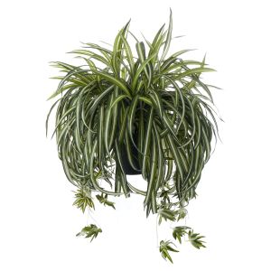 Rogue Spider Plant-Garden Pot Green/ Black 55x55x49cm