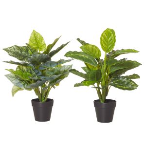 Rogue Indoor Plants-Garden Pot 2 Asst Green/Black 42/42cm